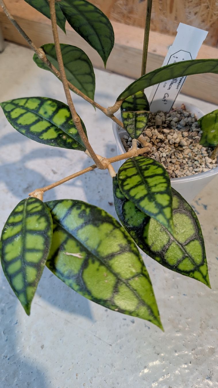 Pflanzen & Samen: Hoya 'Black Cat' – Gebraucht aus Untervaz von Lyraia 1