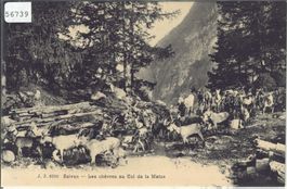 Salvan - Les chevres au Col de la Matze - Ziegen