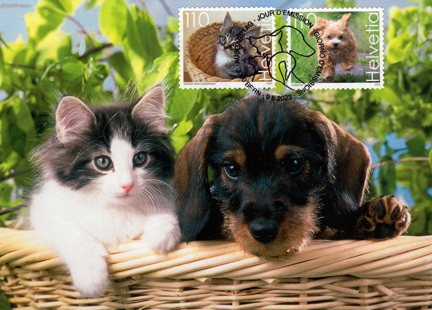 Maximumkarte Süsse Tiere - Hund und Katze | Kaufen auf Ricardo