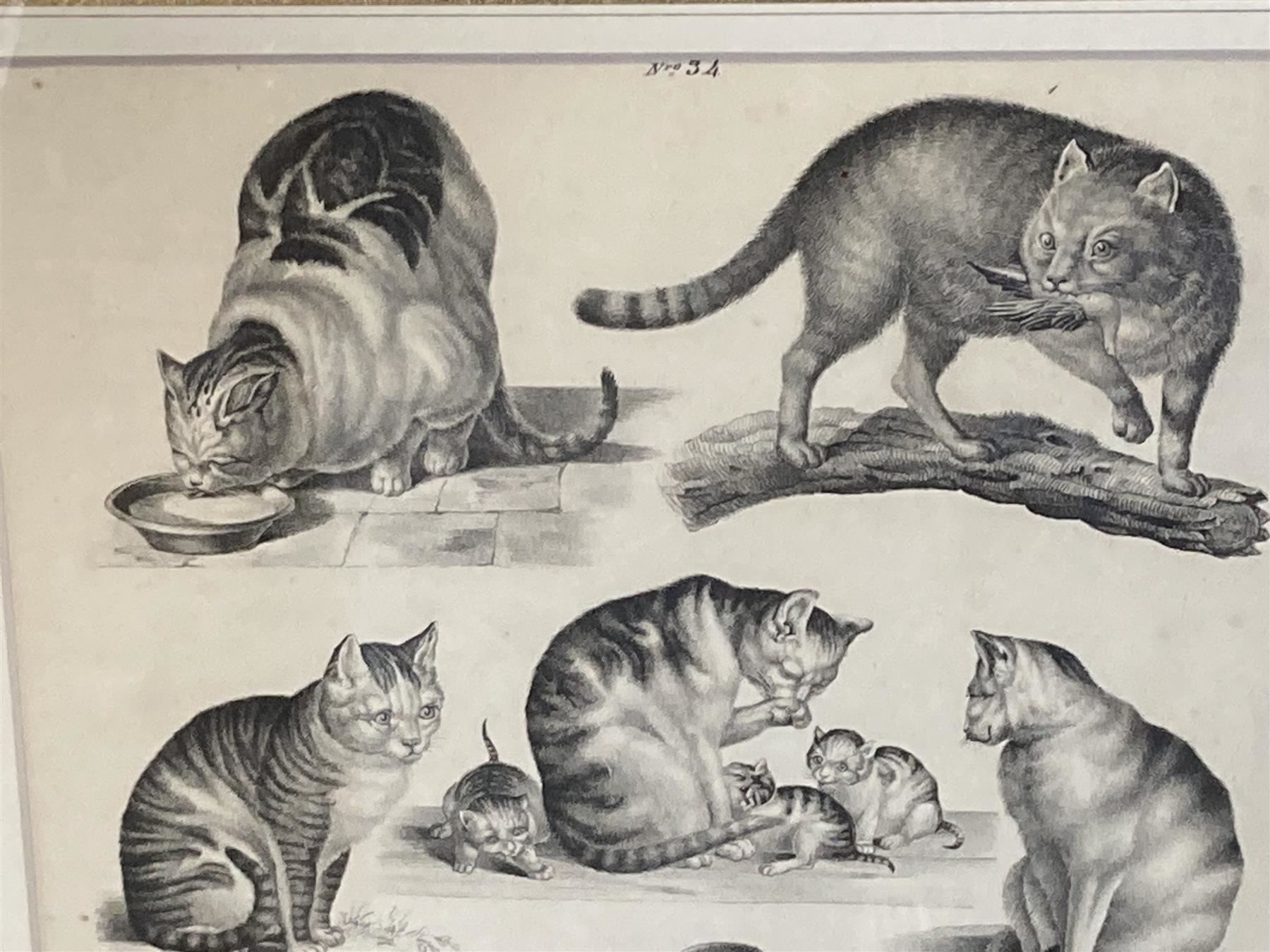 Grafica & Litografie: MIND Gottfried Katzen Litho um 1860 – Usato da Bern venduto da Jwpm66 2