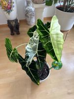 Exotische Alocasia Frydek Variegata - Seltene Zimmerpflanze!