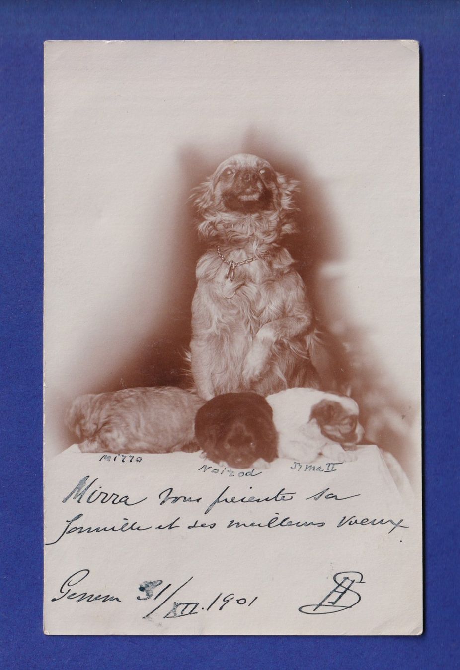 Cartoline postali: CHIEN / HUND - Photo – Usato da Pully venduto da nicecards-shop