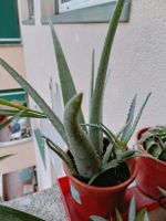 Pianta Aloe Vera in vaso, esemplare sano, altezza 30cm