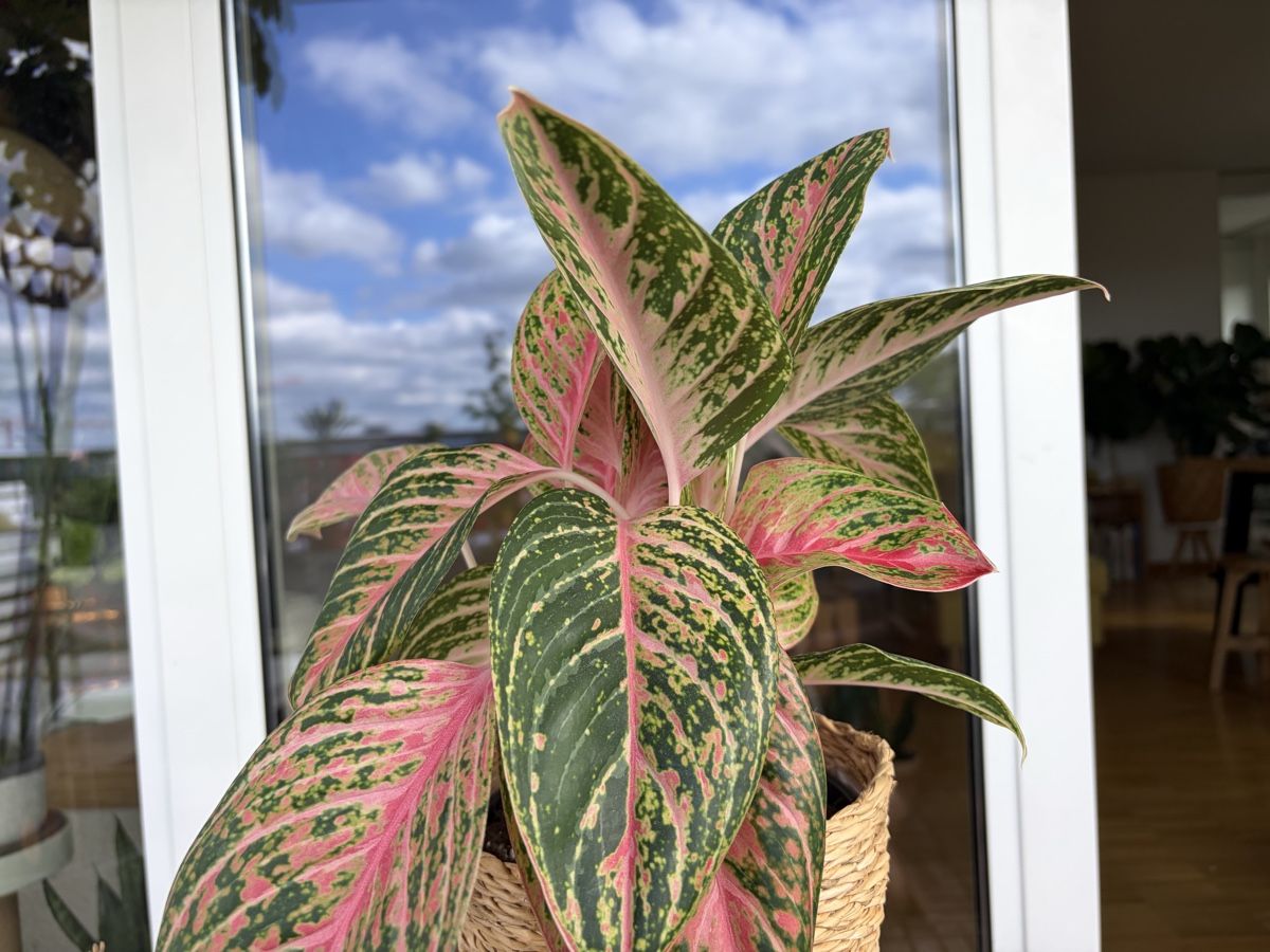 Plantes & graines: Aglaonema Cocomelon mit Topf – D'occasion à Baar par annasorbian 2