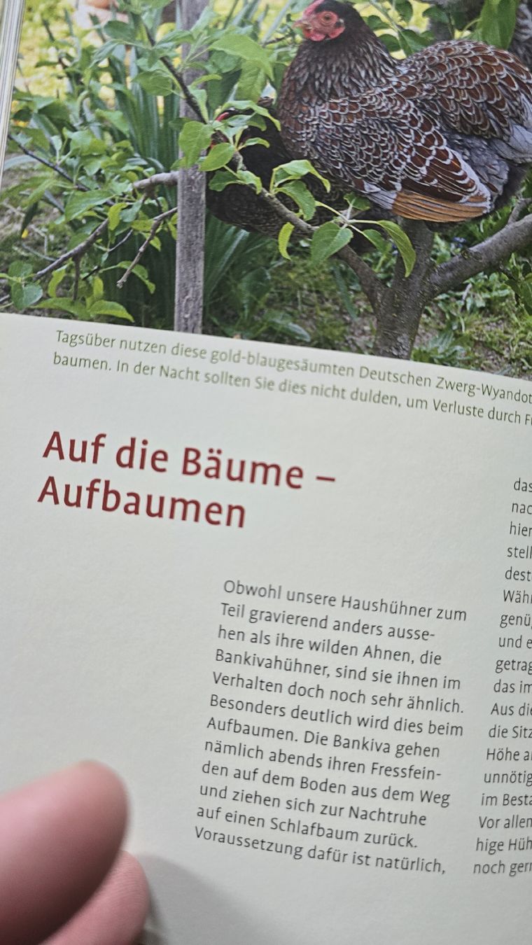 Bücher: Hühner in meinem Garten – Neu (gemäss Beschreibung) aus Rüthi (Rheintal) von Sinhue 3
