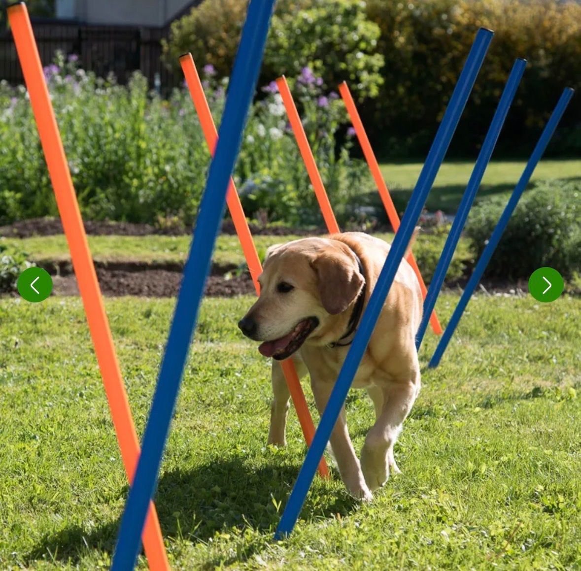 Giocattoli: Agility Fun & Sport Slalom-Set – Usato da Herrenschwanden venduto da Onliner2