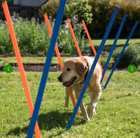 Agility Fun & Sport Slalom-Set