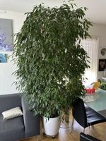 Zimmerpflanze Ficus Benjamina / Birkenfeige