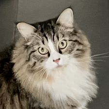 Profile image of de_mike
