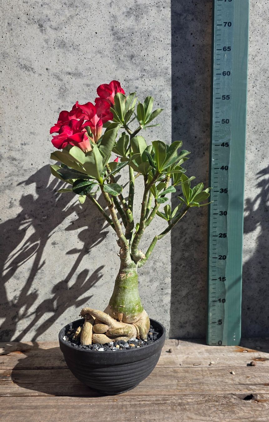 Piante & sementi: Adenium Obesum Rot / Wüstenrose – Nuovo (secondo la descrizione) da St.Erhard venduto da Plumilandschweiz