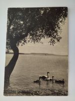 Schwäne am See, gestempelt 6611 Onserone dat 1983