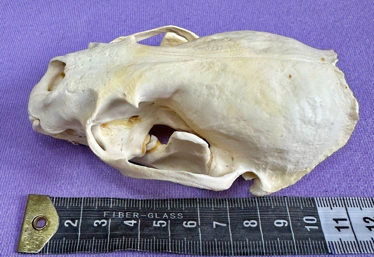 Il mondo degli animali: Echter Otter Schädel - 2011 legal importiert – Nuovo (secondo la descrizione) da Thun venduto da Abalona3600 2