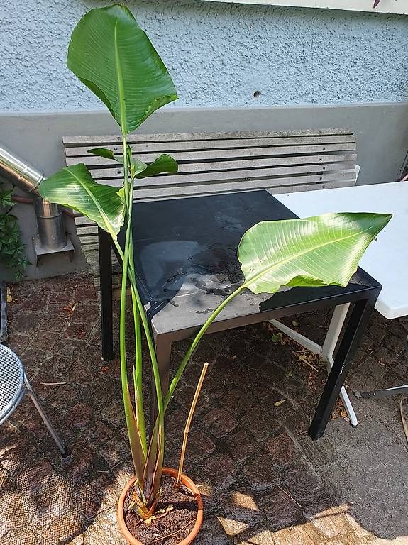 Pflanzen & Samen: Strelitzie  – Gebraucht aus Olten von stritten