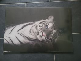 Pultunterlage mit weissem Tiger