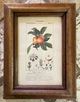 Planche botanique ancienne. Malus aprica & Malus sativa