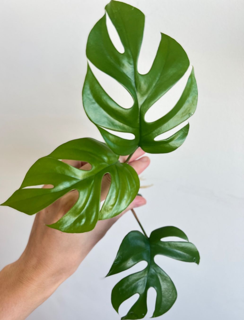 Piante & sementi: Monstera minima Kopfsteckling😍 – Usato da Glattpark(Opfikon) venduto da ste_n99y 4