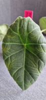 🤩Alocasia Maharani Rhizom