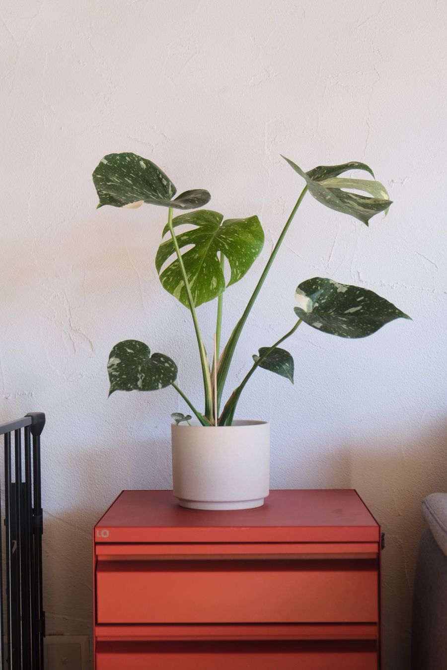 Piante & sementi: Monstera Variegata, Hydrokultur 60cm – Nuovo (secondo la descrizione) da Ehrendingen venduto da Simon_Cu_ 3