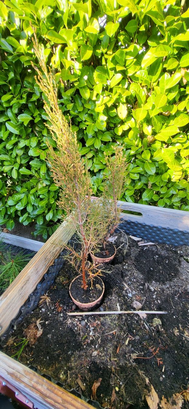Plantes & graines: Zypresse, winterhart, Garten, Frühling – D'occasion à Wabern par Huki1946
