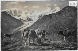 Berninagruppe, Rosegggletscher - Rinder