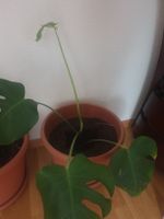 piante