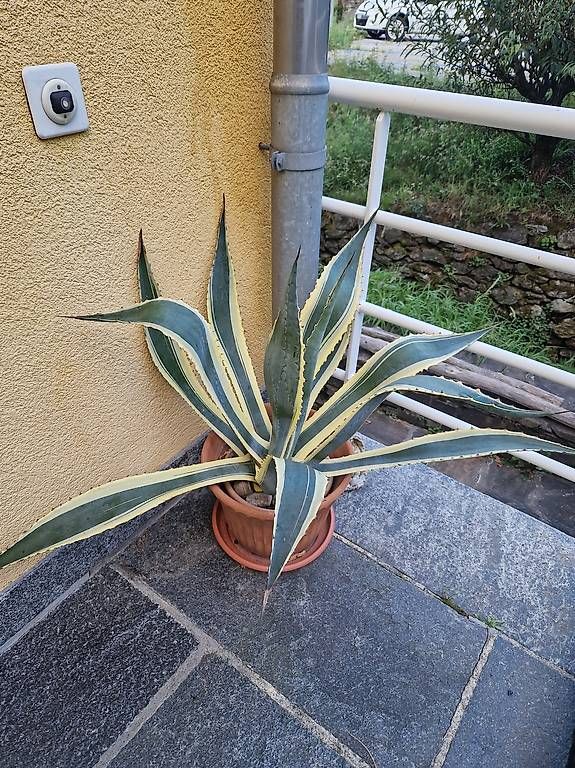 Plantes & graines: Agave variegata – Neuf avec emballage d'origine à Aurigeno par dan_2xx2