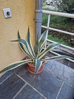 Agave variegata