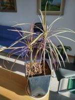 Drachenbaum / Dracaena Marginata Tricolor (Zimmerpflanze)