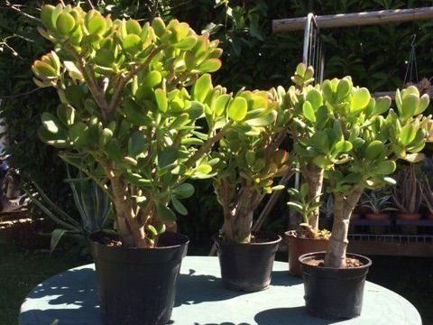 Pflanzen & Samen: Crassula ovata – Neu (gemäss Beschreibung) aus Vinelz von Wellensittich55 3