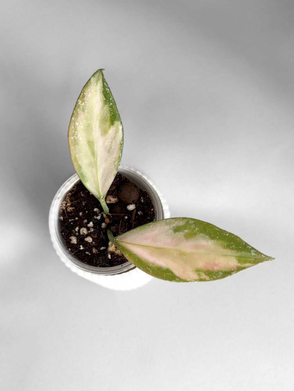 Piante & sementi: Hoya Nabawanensis Inner Variegated – Nuovo (secondo la descrizione) da Seuzach venduto da animaplants 1