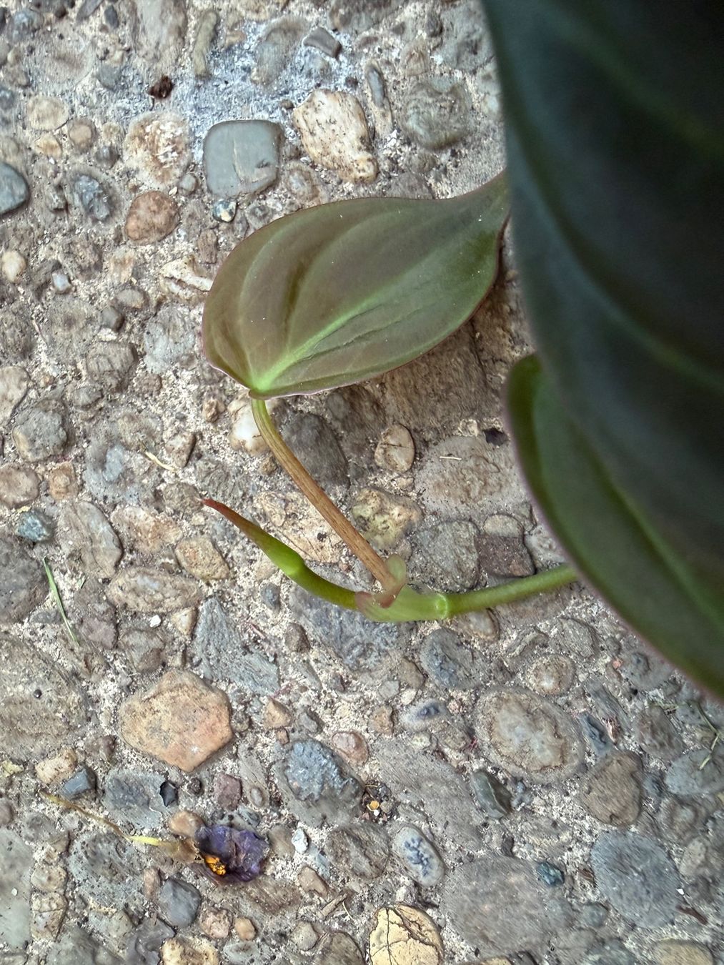 Piante & sementi: Philodendron scandens micans, getopfte Pflanze – Nuovo (secondo la descrizione) da Winterthur venduto da Aniger 6