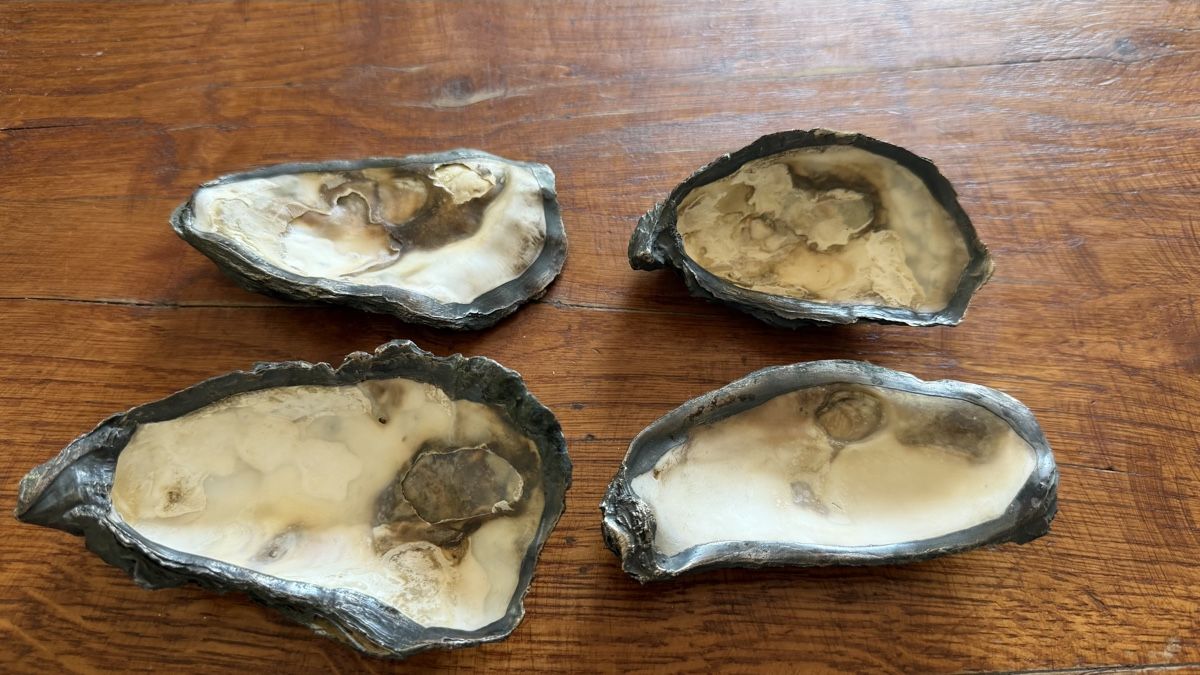 Fossili: 4 Austernschalen mit Silberüberzug antik – Usato da Riedholz venduto da Frettchen63 5