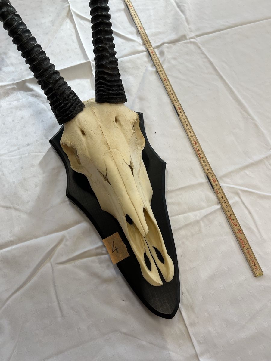 Il mondo degli animali: Oryxantilope (Spiessbock) Trophäe – Usato da Euthal venduto da ruckzuckrohrfrei 1