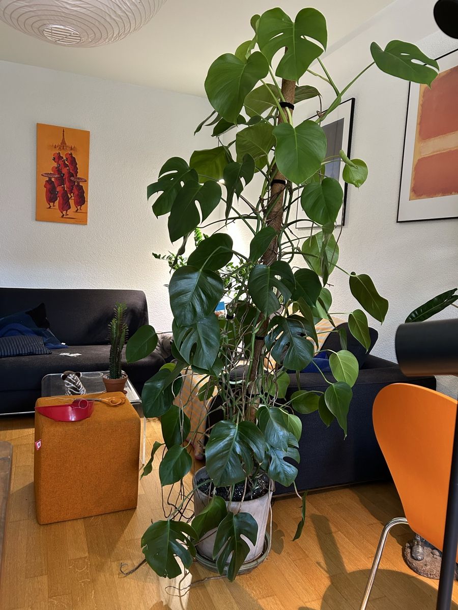 Plantes & graines: Monstera Deliciosa kleinblättrig  – D'occasion à Zürich par fabuulois