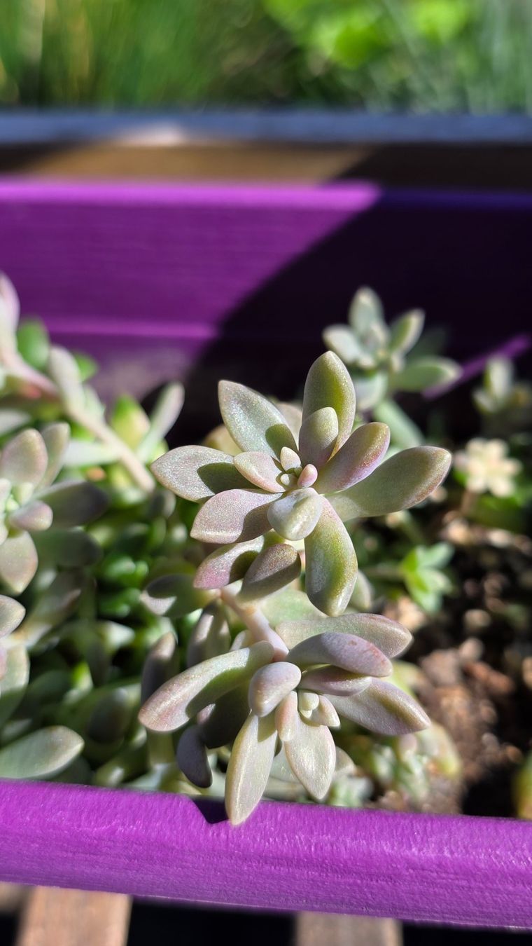 Pflanzen & Samen: Graptopetalum mendozae; Mini Succulent – Neu (gemäss Beschreibung) aus Zürich von The_Plant_Wizard 1