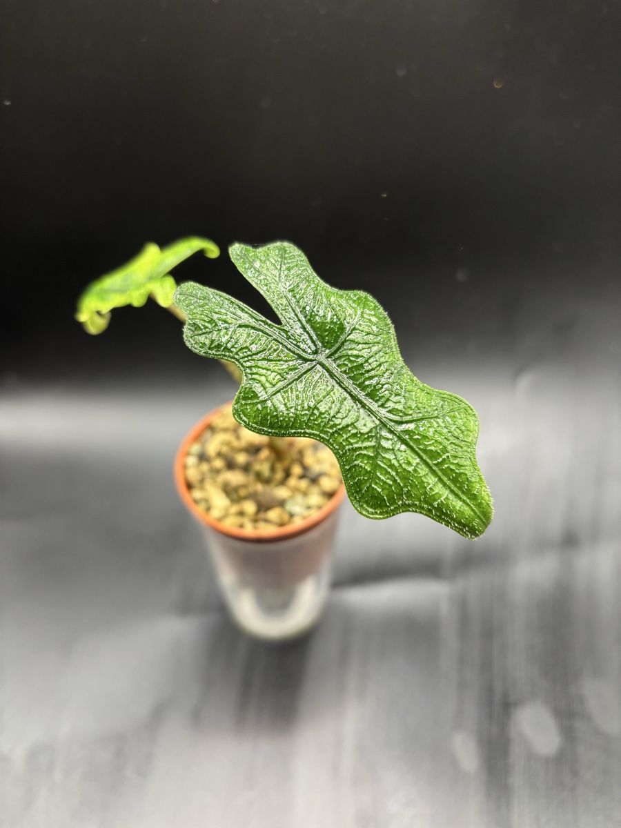 Plantes & graines: Alocasia Jacklyn (1-9) – Neuf avec emballage d'origine à Basel par Pink_White