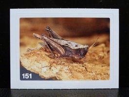 MIGROS MANIA Nature Detectives Nr. 151