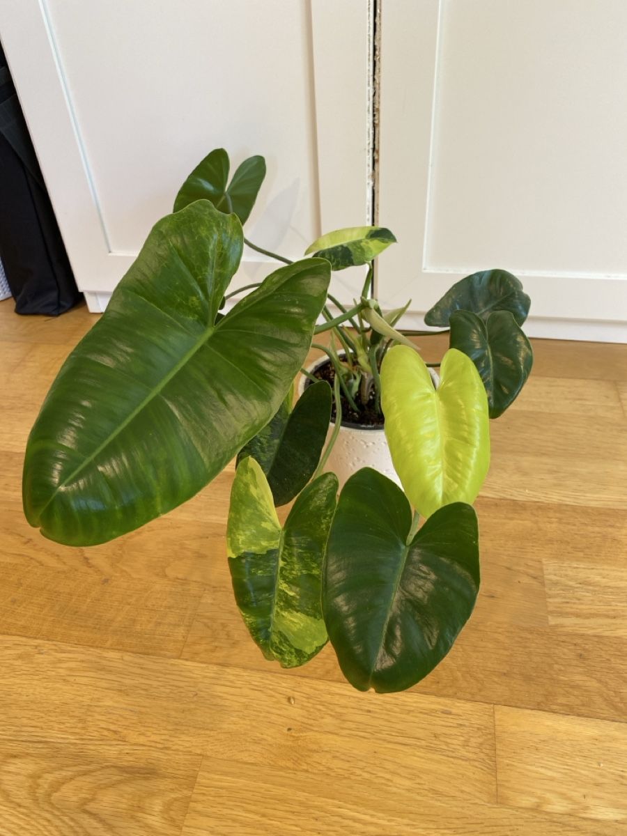 Pflanzen & Samen: Philodendron burle marx variegata – Gebraucht aus Zürich von sim_hly6