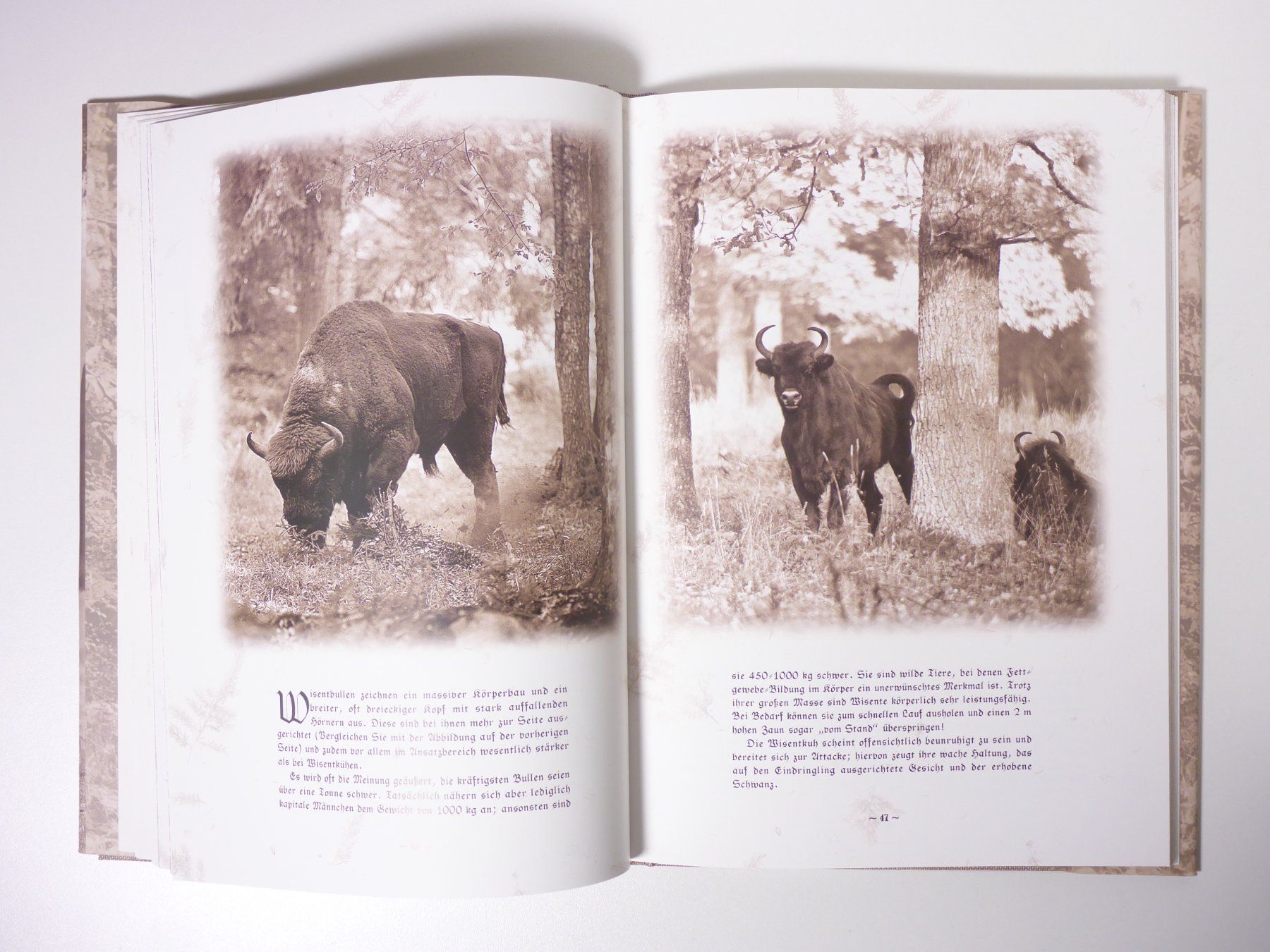 Libri: A. Stachurski: Wisent – Usato da Erschwil venduto da taglang 3