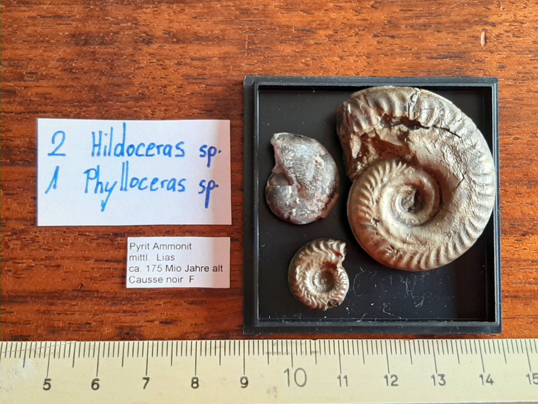 Fossili: Pyrit Ammoniten Frankreich – Usato da Rickenbach BL venduto da Oktober68 3