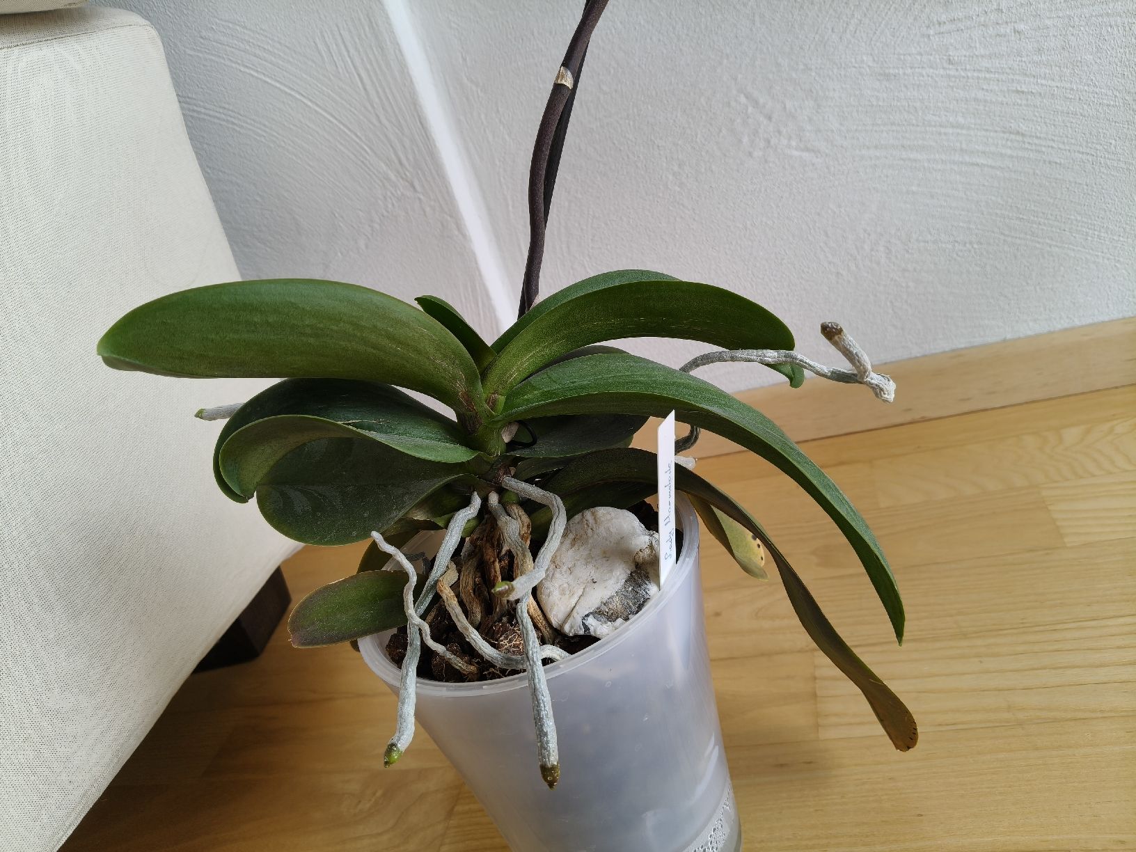 Piante & sementi: Phalaenopsis Lady Marmelade – Usato da Chamoson venduto da Yuriyaa 2
