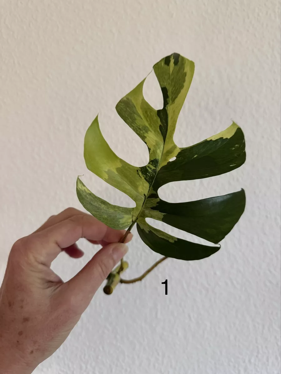 Pflanzen & Samen: Monstera Minima variegata – Gebraucht aus Luzern von Pegasus003