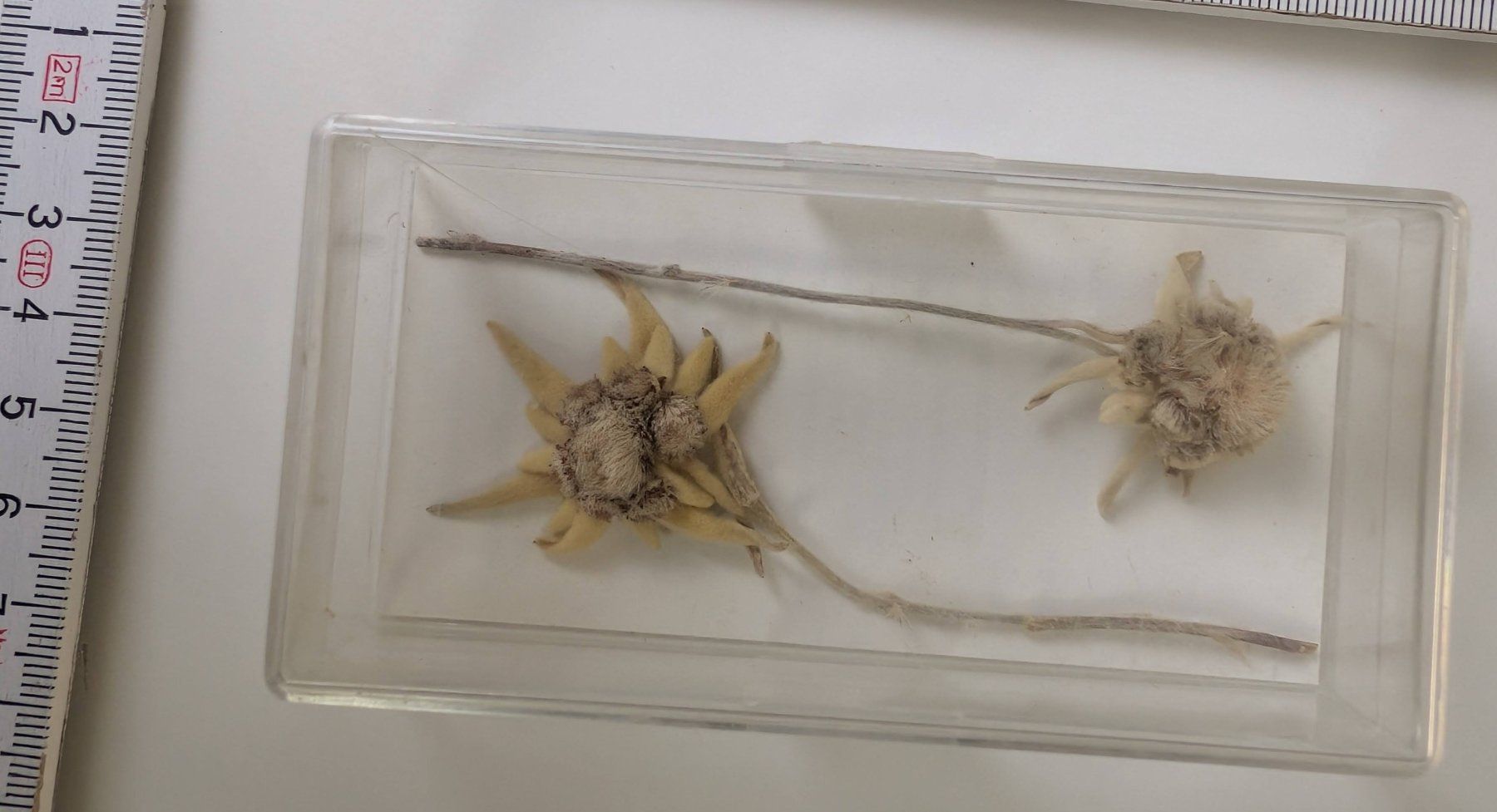 Tutte le decorazioni: Echte Edelweissblumen, getrocknet im Kästchen, selten! – Usato da Zürich venduto da axolottchen 7