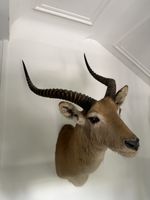 Wasserbock Jagdtrophäe / Tierpräparat – Hörner 67 cm