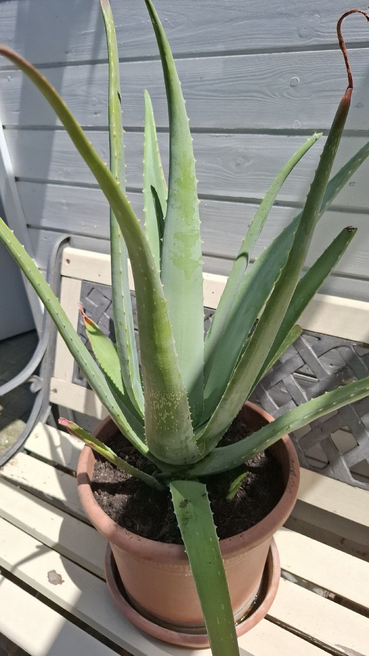 Piante & sementi: Grosse Aloe Vera Pflanze Topf  – Usato da Emmen venduto da Tigerlady 2