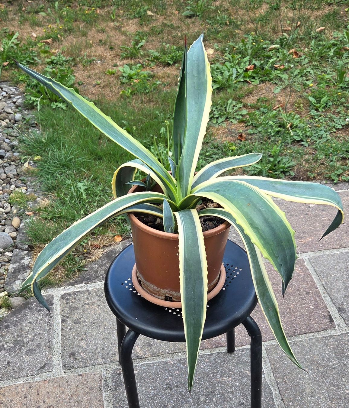 Pflanzen & Samen: Agave, kein Kaktus, eine Sukkulente – Gebraucht aus Würenlos von Browni01