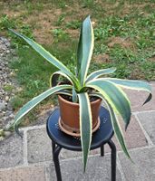 Agave, kein Kaktus, eine Sukkulente