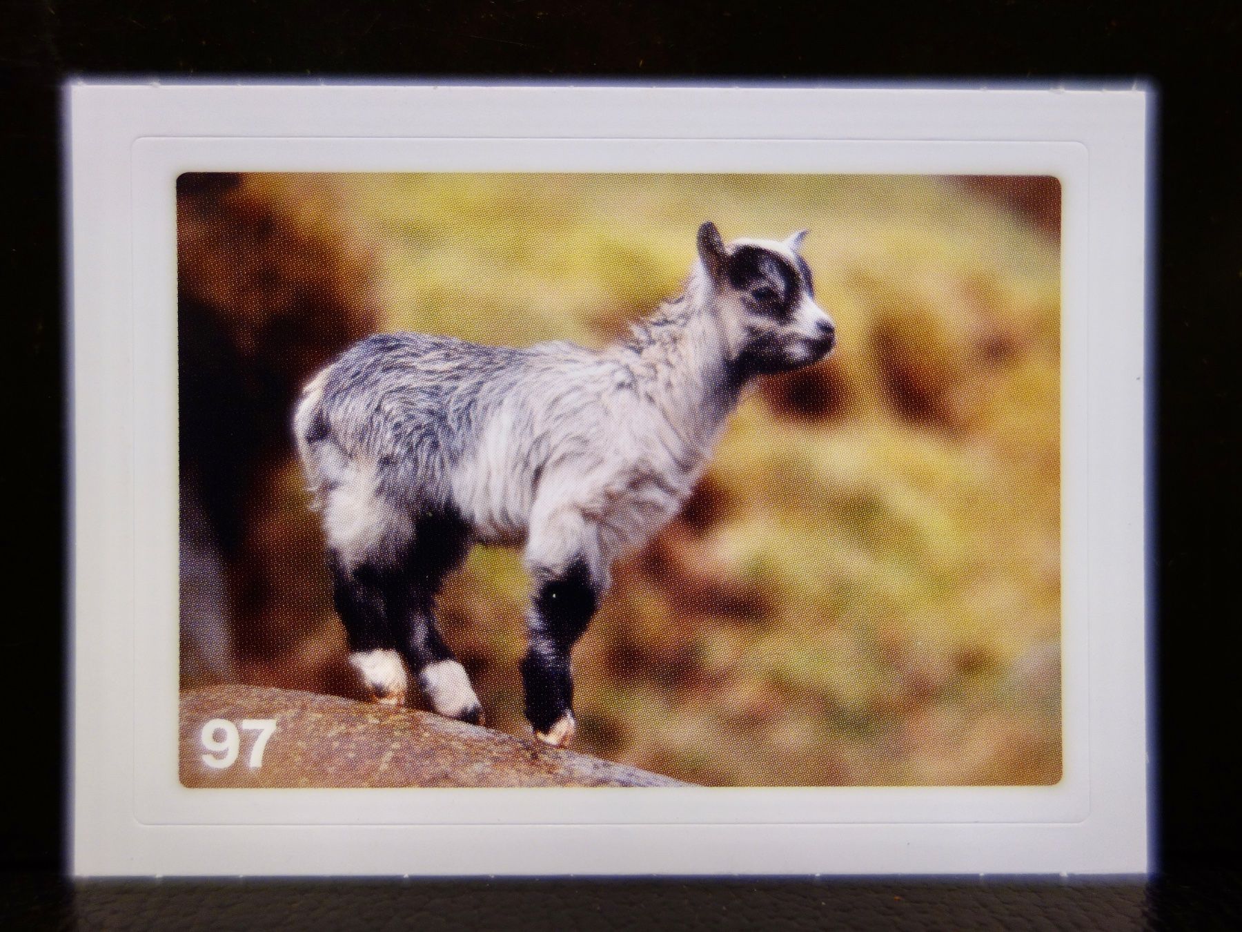 Migros Carte collezionabili: MIGROS MANIA Nature Detectives Nr. 97 – Nuovo e nell'imballaggio originale da Kerzers venduto da djstarsky73