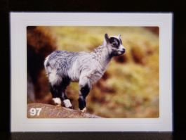 MIGROS MANIA Nature Detectives Nr. 97
