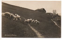 Partie bei HEMBERG Herde Schafe - gel. 1928 n. Herisau